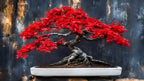 Red Maple Bonsai Tree Seeds