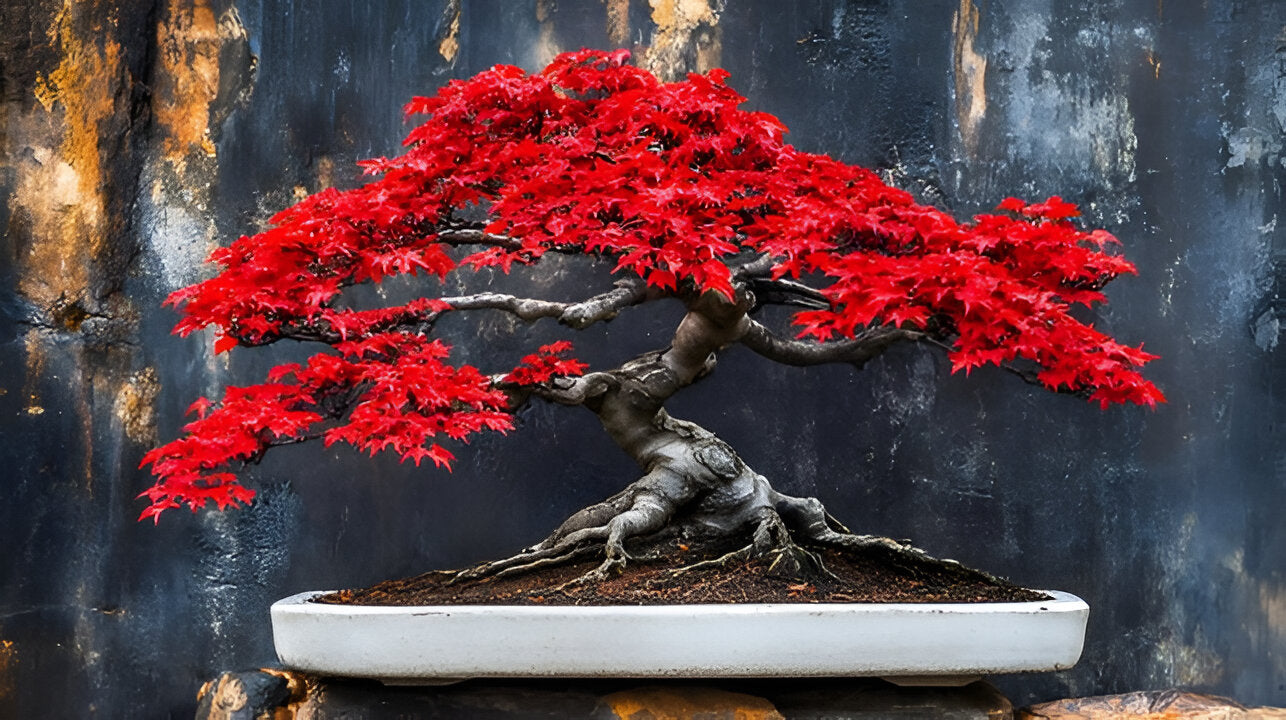 Red Maple Bonsai Tree Seeds