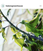 Regal Bird Flower Seeds
