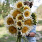 White Sunflower seeds, fun and easy to grow, beautiful white flowers, Fast shipping, fantastic gift for any plant lover