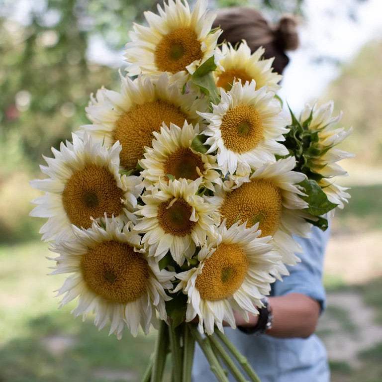 White Sunflower seeds, fun and easy to grow, beautiful white flowers, Fast shipping, fantastic gift for any plant lover