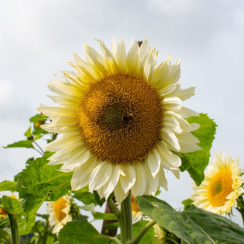 White Sunflower seeds, fun and easy to grow, beautiful white flowers, Fast shipping, fantastic gift for any plant lover