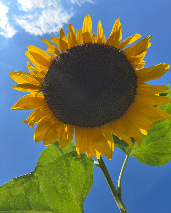 GIANT Sunflowers, Mammoth Sunflower, 4 meters tall / 12ft, enormous flowers: 30cm / 1 foot diameter, Fast Shipping, great gift