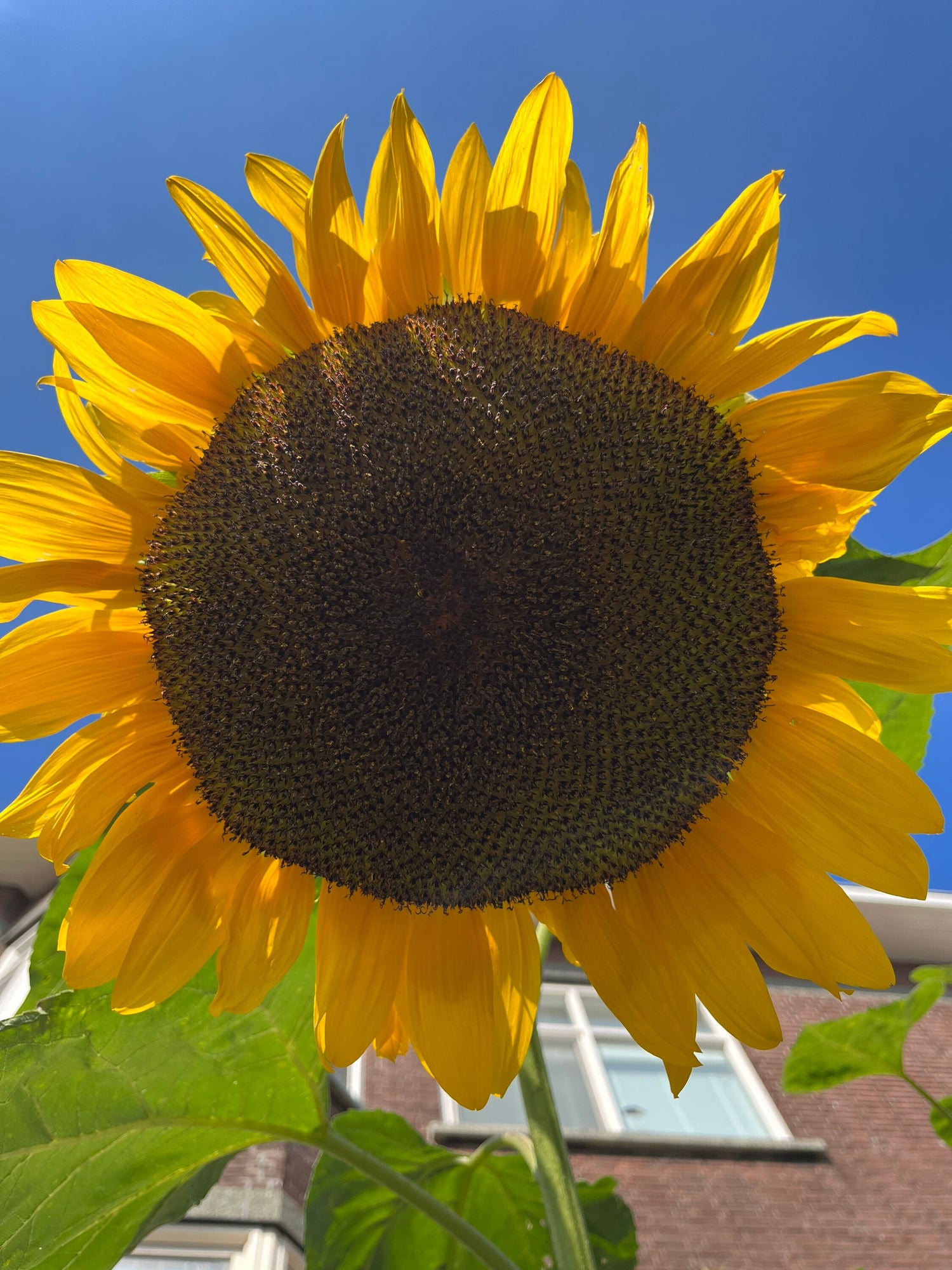 GIANT Sunflowers, Mammoth Sunflower, 4 meters tall / 12ft, enormous flowers: 30cm / 1 foot diameter, Fast Shipping, great gift