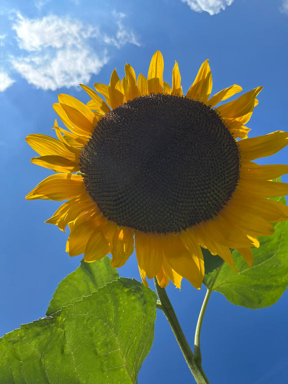 GIANT Sunflowers, Mammoth Sunflower, 4 meters tall / 12ft, enormous flowers: 30cm / 1 foot diameter, Fast Shipping, great gift