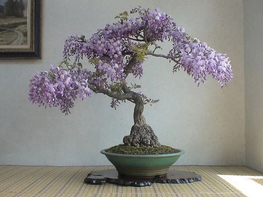 Wisteria Bonsai Blue Rain seeds, fun and easy to grow (US and Canada) fast growing, organic, success guaranteed, gift idea, fast shipping