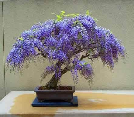 Wisteria Living Room Bonsai, seeds for indoors and for all year round, a lovely gift, fun and easy, Shipping Worldwide