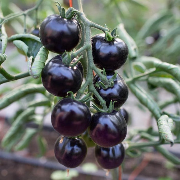 Gothic Tomato Seeds, Black and vibrant Red, fun and easy to grow, gift idea, gardening, gothic, fast shipping, can be grown in all zones