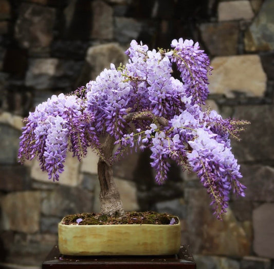 Wisteria Living Room Bonsai, seeds for indoors and for all year round, a lovely gift, fun and easy, Shipping Worldwide