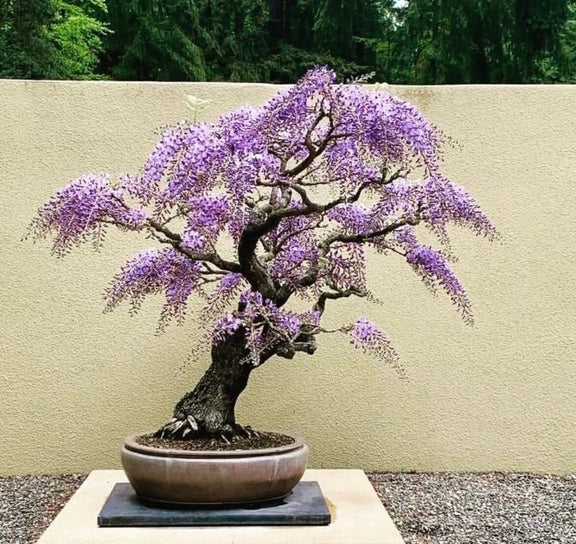 Wisteria Living Room Bonsai, seeds for indoors and for all year round, a lovely gift, fun and easy, Shipping Worldwide