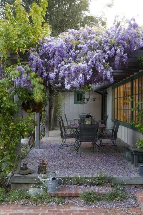 Wisteria Purple Rain, seeds for indoors & outdoors, fast growing, a fantastic gift, organic, fast shipping, a lovely gift