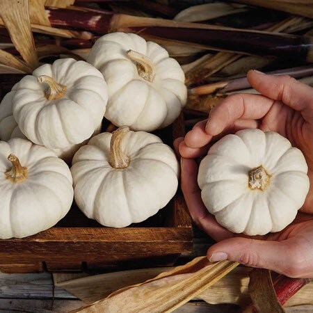 Little White Pumpkin seeds, fun & easy to grow, edible pumpkins, fast shipping, great gift for any plant lover, Halloween