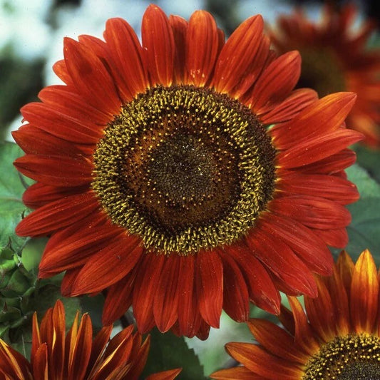 Red Sunflower seeds, fun and easy to grow, fantastic gift for any plant lover, beautiful vibrant flowers, fast shipping