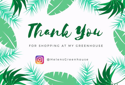 The Sensitive Plant, “Touch Me Not Plant” seeds for all year round, Zombie Plant, Tickle Plant, fun & easy to grow, organic, fast shipping