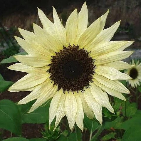 Moonwalker Sunflower seeds, fun and easy to grow, beautiful light yellow flowers, Shipping Worldwide, fantastic gift for any plant lover