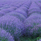 True Lavender seeds, fun and easy to grow, perennial, frost hardy, Lavendula Angustifolia, organic, fast shipping