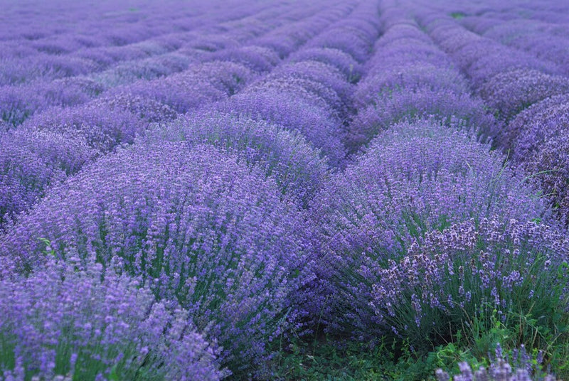 True Lavender seeds, fun and easy to grow, perennial, frost hardy, Lavendula Angustifolia, organic, fast shipping