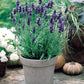True Lavender seeds, fun and easy to grow, perennial, frost hardy, Lavendula Angustifolia, organic, fast shipping