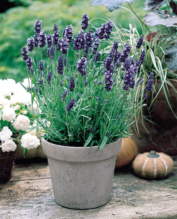 True Lavender seeds, fun and easy to grow, perennial, frost hardy, Lavendula Angustifolia, organic, fast shipping