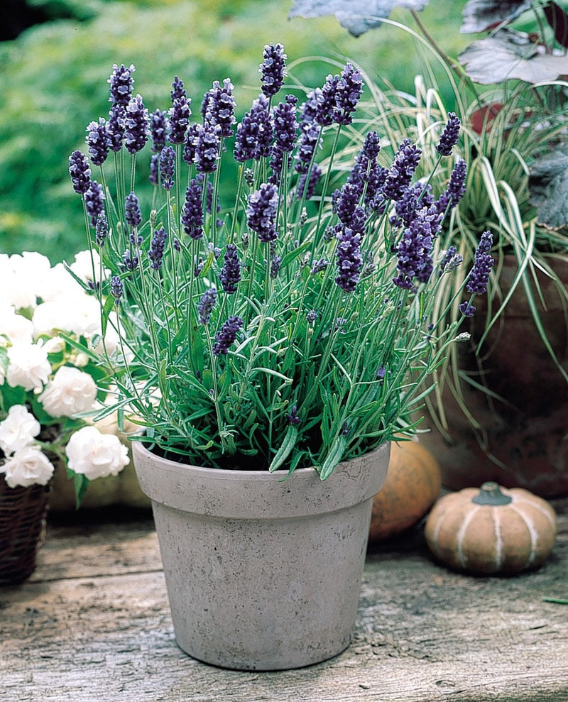 True Lavender seeds, fun and easy to grow, perennial, frost hardy, Lavendula Angustifolia, organic, fast shipping