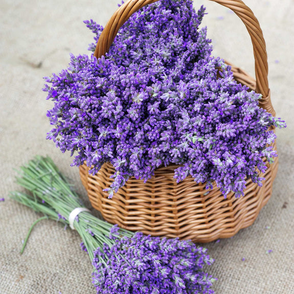 True Lavender seeds, fun and easy to grow, perennial, frost hardy, Lavendula Angustifolia, organic, fast shipping