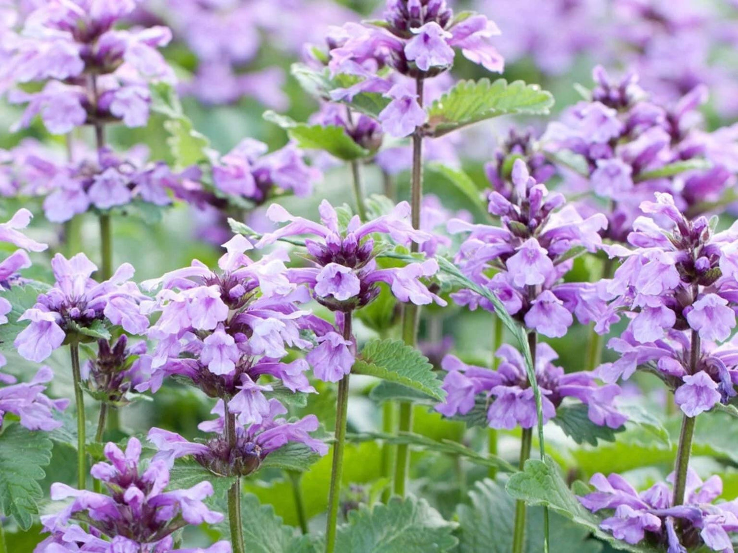 Cat Mint seeds, beautiful flowers, great gift for plant and cat lovers, fun and easy to grow, frost hardy, unique gift, fast shipping