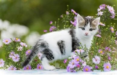 Cat Mint seeds, fun & easy to grow, beautiful flowers, great gift for plant and cat lovers, frost hardy, kids love this, fast shipping