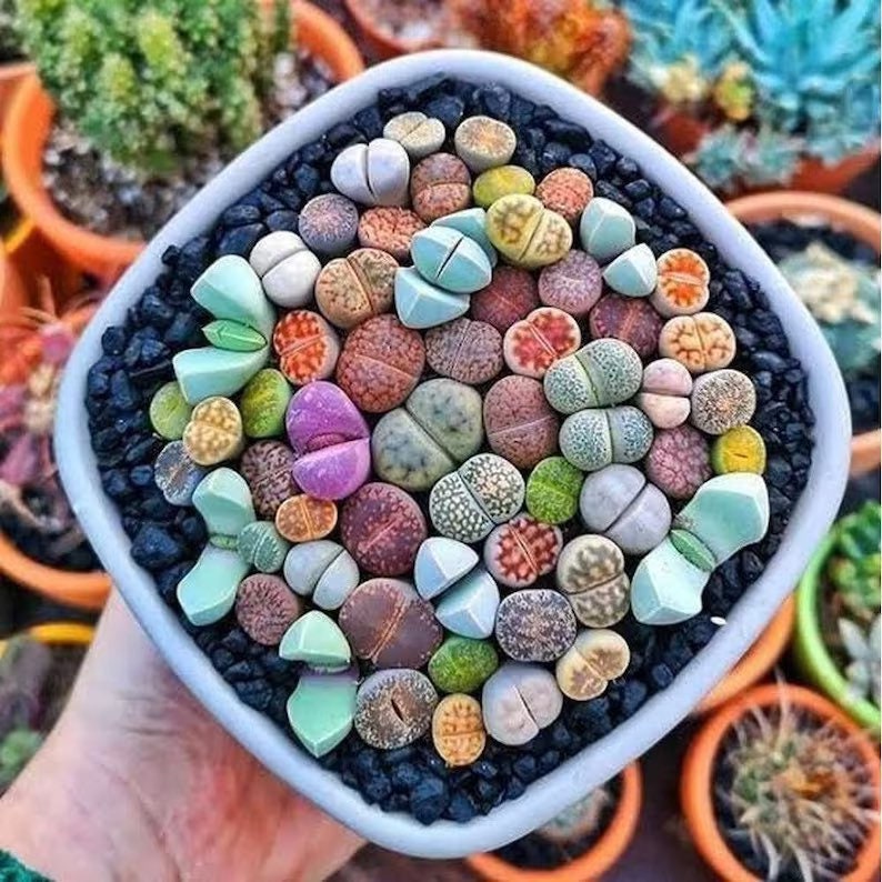 Colorful Lithops seeds, amazing colours, fun and easy to grow, gift idea, house plants, fast shipping, organic