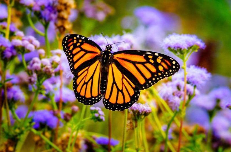 Grow your own Butterfly Garden, fun and easy to grow seeds, beautiful flowers that attract Butterflies and Bees, great gift, fast shipping