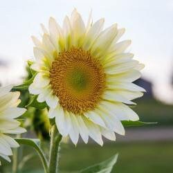 White Sunflower seeds, fun and easy to grow, beautiful white flowers, Fast shipping, fantastic gift for any plant lover