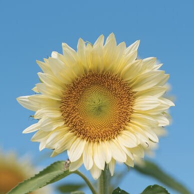 White Sunflower seeds, fun and easy to grow, beautiful white flowers, Fast shipping, fantastic gift for any plant lover