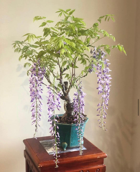 Wisteria Living Room Bonsai, seeds for indoors and for all year round, a lovely gift, fun and easy, Shipping Worldwide