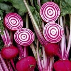 Striped Beetroot seeds, grow your own Beetroot Burger, Beetroot carpaccio, fun and easy to grow, great gift, organic & vegan, fast shipping