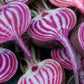 Striped Beetroot seeds, grow your own Beetroot Burger, Beetroot carpaccio, fun and easy to grow, great gift, organic & vegan, fast shipping