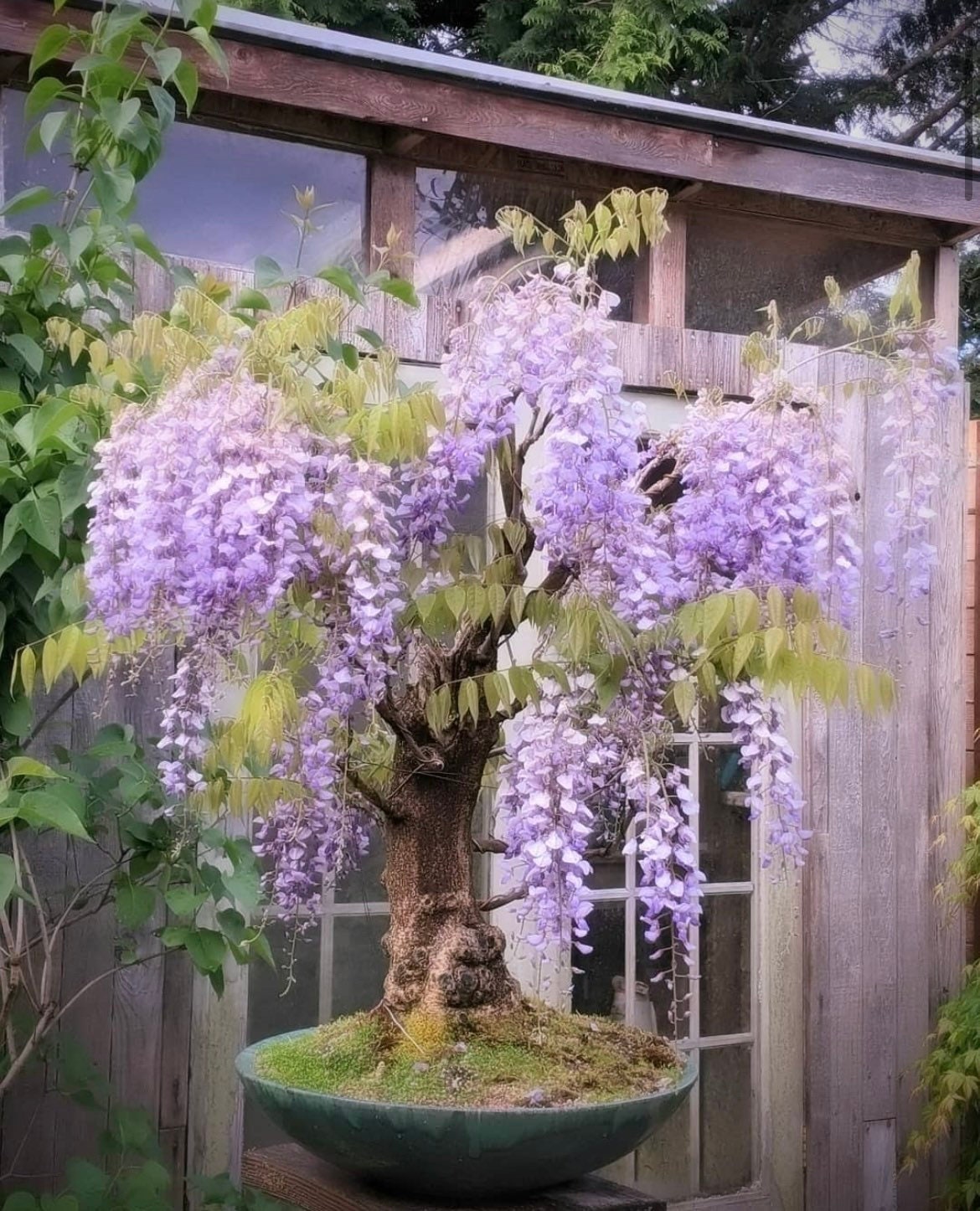 Purple Rain Bonsai seeds, fun and easy to grow (US and Canada) a lovely gift, fast growing