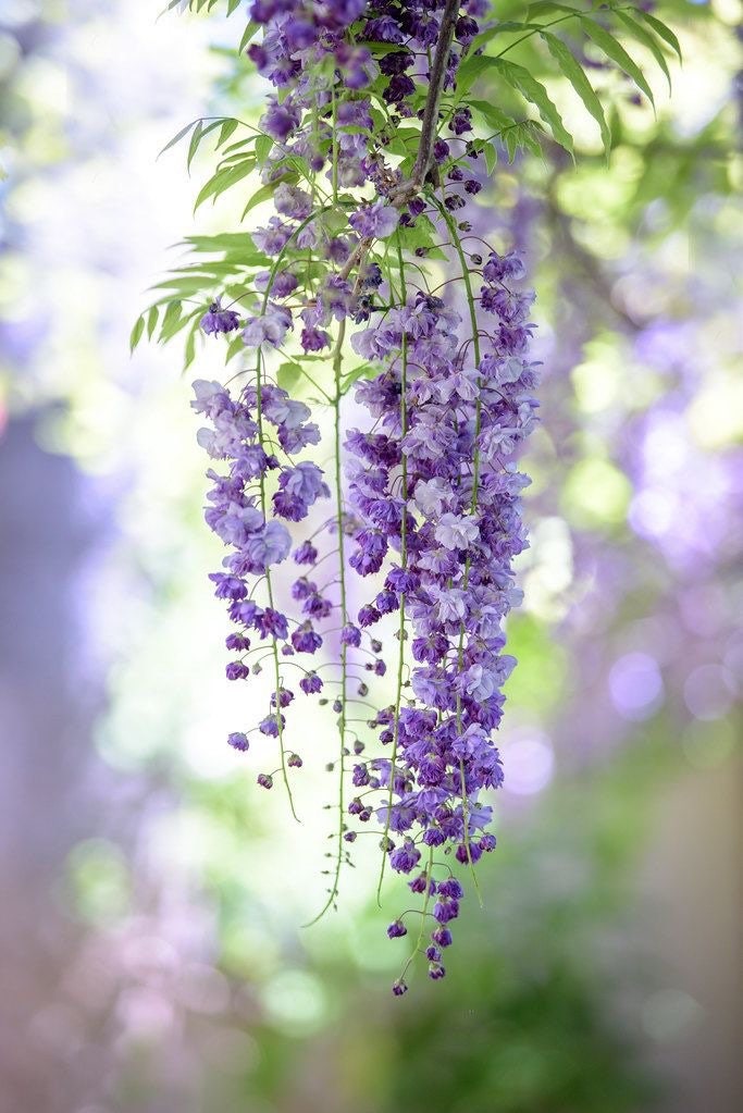 Purple Rain Bonsai seeds, fun and easy to grow (US and Canada) a lovely gift, fast growing