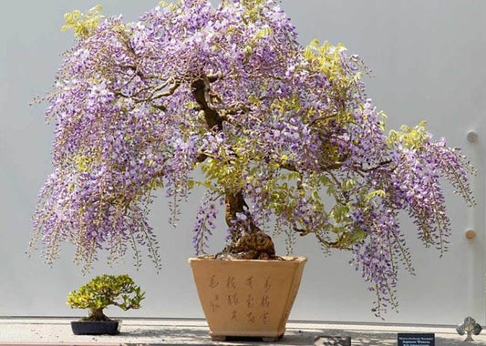 Purple Rain Bonsai seeds, fun and easy to grow (US and Canada) a lovely gift, fast growing