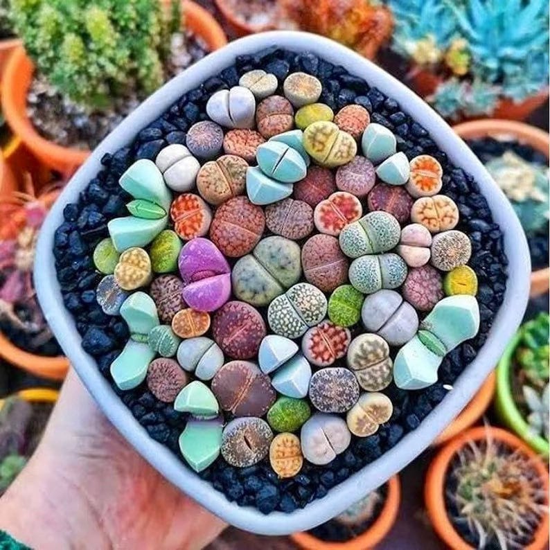 Beautiful Lithops seeds, amazing colours, fun and easy to grow, gift idea, house plant, gift for Father’s Day, fast shipping, organic