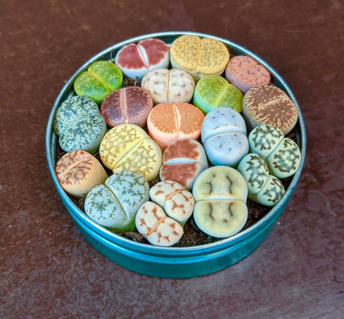 Colorful Lithops seeds, amazing colours, fun and easy to grow, gift idea, house plants, fast shipping, organic