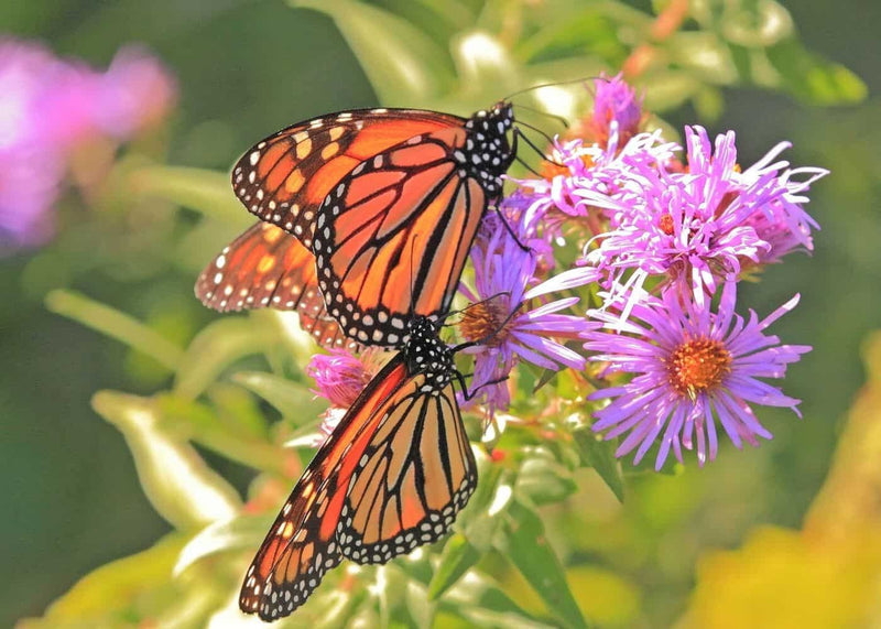 Grow your own Butterfly Garden, fun and easy to grow seeds, beautiful flowers that attract Butterflies and Bees, great gift, fast shipping