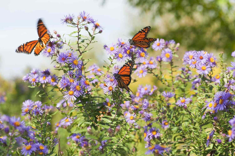 Grow your own Butterfly Garden, fun and easy to grow seeds, beautiful flowers that attract Butterflies and Bees, great gift, fast shipping