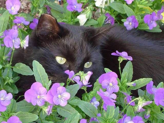 Cat Mint seeds, beautiful flowers, great gift for plant and cat lovers, fun and easy to grow, frost hardy, unique gift, fast shipping