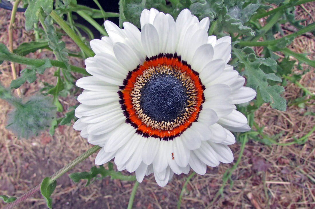 African Daisy seeds, Cape Daisy, hippie flowers, fun and easy to grow, fantastic gift for any plant lover, organic, Fast Shipping