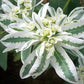 Snow on the Mountain seeds, beautiful colors, amazing pattern, fun and easy to grow, gift idea, gardening, organic, fast shipping