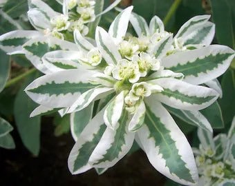 Snow on the Mountain seeds, beautiful colors, amazing pattern, fun and easy to grow, gift idea, gardening, organic, fast shipping