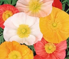 Icelandic Poppy Flower seeds, beautiful colors, amazing pattern, fun and easy to grow, gift idea, organic, gardening, bees love the flowers