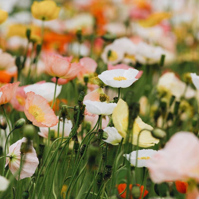 Icelandic Poppy Flower seeds, beautiful colors, amazing pattern, fun and easy to grow, gift idea, organic, gardening, bees love the flowers