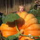 XXXL Pumpkin seeds, Atlantic Giant, a really cool gift for all plant lovers and gardeners, fun & easy to grow, can be grown in all zones