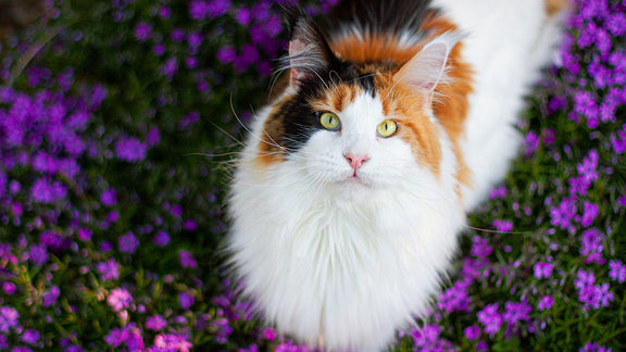 Cat Mint seeds, beautiful flowers, great gift for plant and cat lovers, fun and easy to grow, frost hardy, unique gift, fast shipping