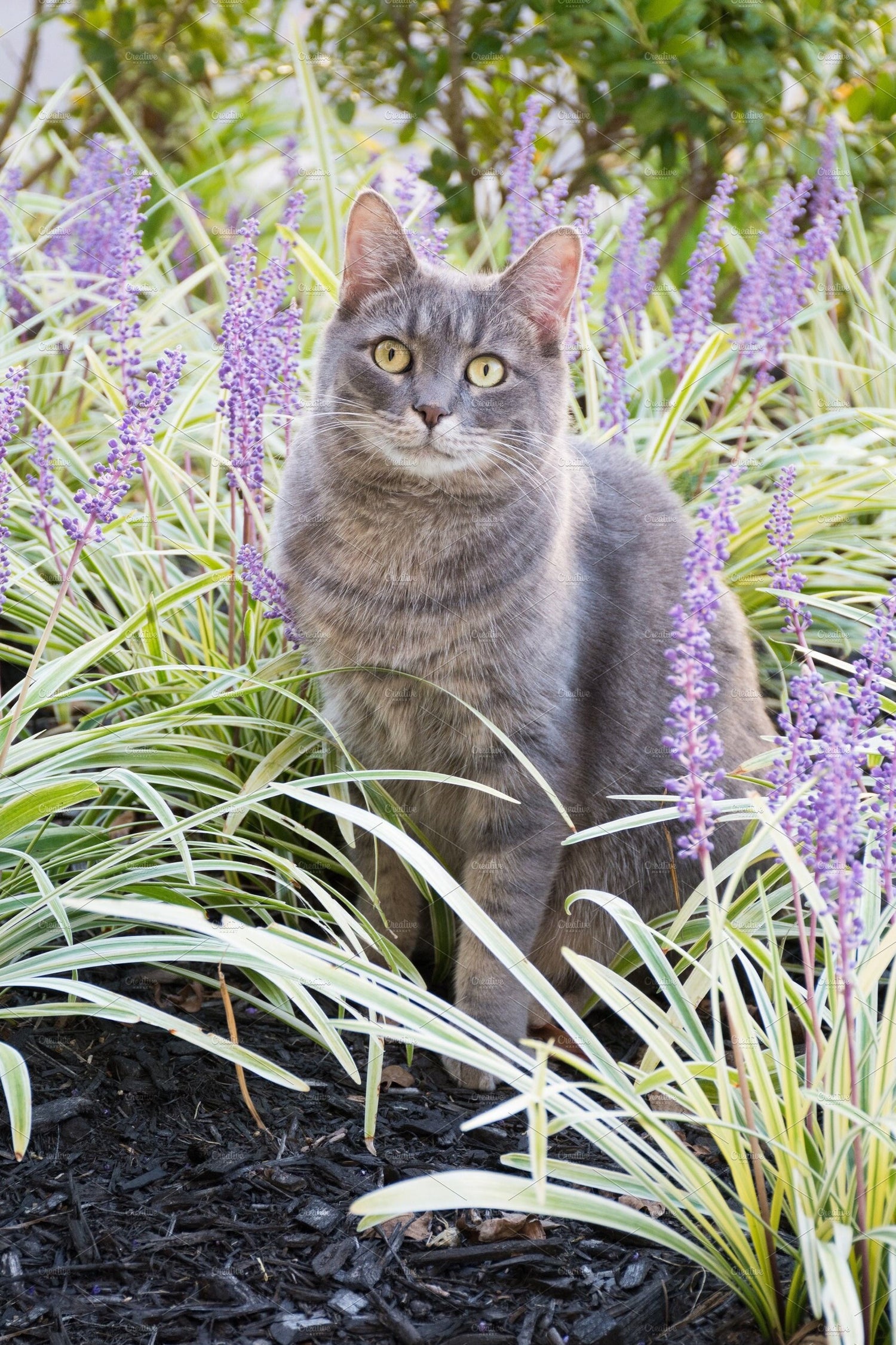 Cat Mint seeds, beautiful flowers, great gift for plant and cat lovers, fun and easy to grow, frost hardy, unique gift, fast shipping